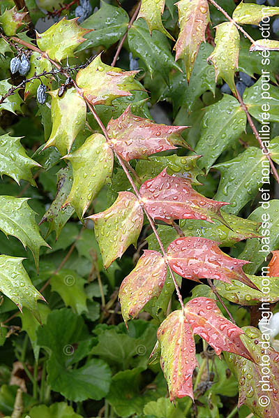 jardin - garden